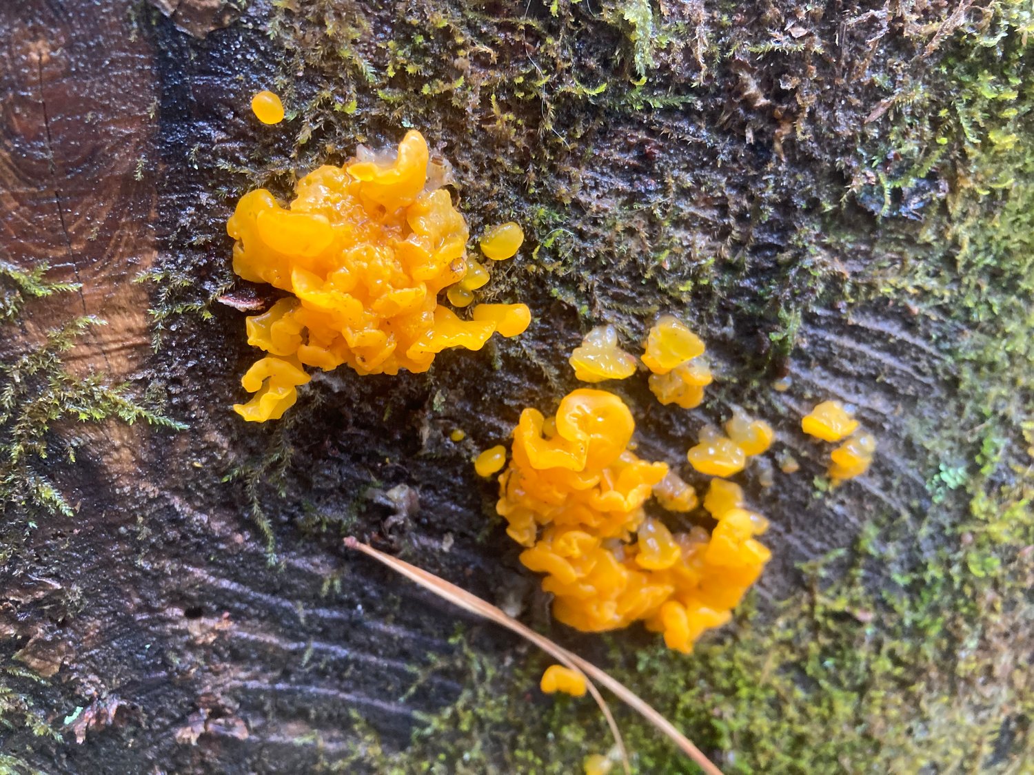 The luminous glow of this mushroom, dubbed “orange jelly,” is easy to spot against the dark wood of a rotting stump. Jelly fungi are characterized by their squishy gelatin-like appearance.